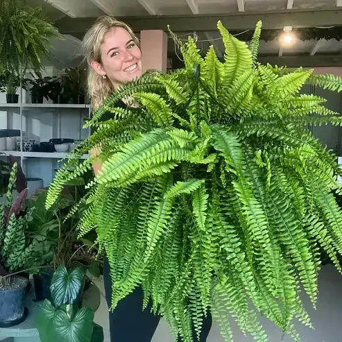 🌱 UV-resistant, lifelike artificial Boston fern