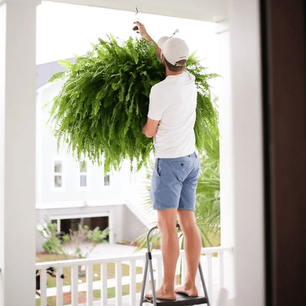 🌱 UV-resistant, lifelike artificial Boston fern